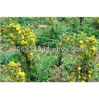 St. John's Wort extract