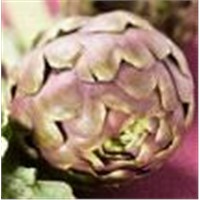 Artichoke Extract