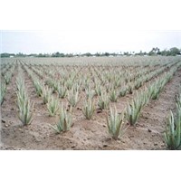 Aloe Vera Cultivation