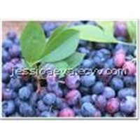 Bilberry Extract Anthocyanins Anthocyanosides Vaccinium myrtillus L 100%