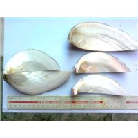 Abalone Seashell
