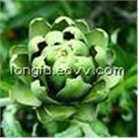 Artichoke Extract