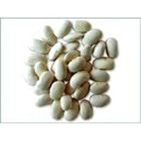 White Kidney Bean Extract(Phaseolus vulgaris extract)