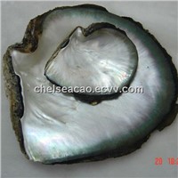 Black Mop Shell Raw Materials