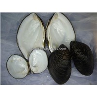 chinese river shell raw material