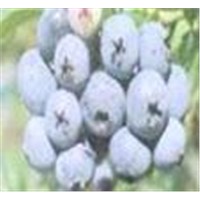 Bilberry Anthocyanin