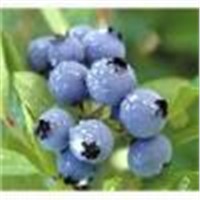 Blueberry  powder