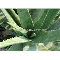 High Quality Aloe Vero Leaf Spray Dried Powder (100:1)