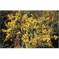 Limonium aureum extract