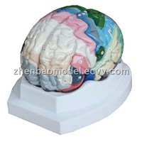 Medical Model