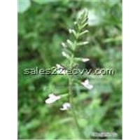 Speranskia Tuberculata (sales22 at lgberry dot com dot cn)