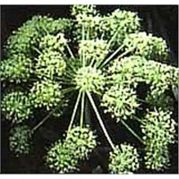 Angelica Archangelica or Angelica Officinalis
