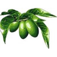 Olive Leaf Extract