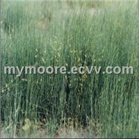 Ephedra Powder