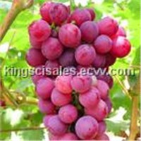 Grape Seed Extract - OPC 95%