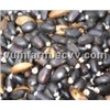 Jatropha Seeds (Oil Seeds)