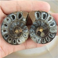 Pair Split Ammonite Fossil Cabochon