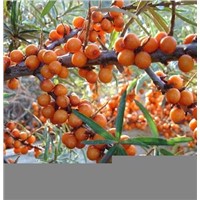 Seabuckthorn Fruit