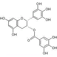 EGCG 10% - 99% (HPLC)