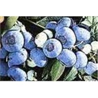Blueberry Anthocyanidins