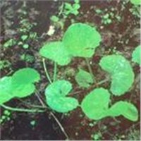 Centella Asiatica Extract