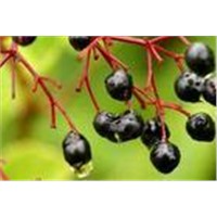 Elderberry Extract