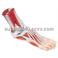 Foot Anatomy