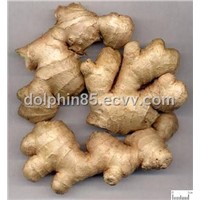 Ginger Root P.E., Ginger Root Extract