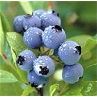Blueberry Anthocyanin