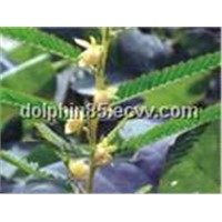Cassia Nomame P.E., Cassia Nomame Extract, Cassia Nomame 8% 16%