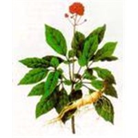 Ginseng Extract