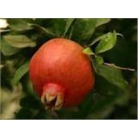 Pomegranate Extract, Pomegranate P.E. 40%---90%