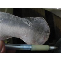 Pangasius