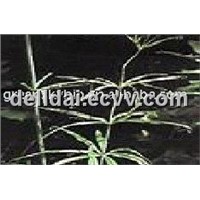 Plant Extract Scutellaria Extract