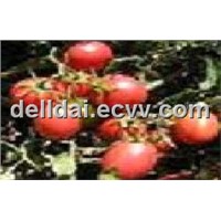 Lycopene