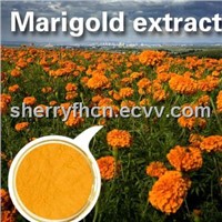 Marigold Extract