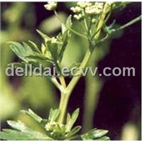 Celery Seed Extract