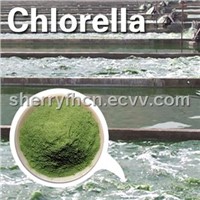 Chlorella Powder