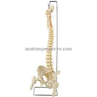 Flexible Spinal With Femur Head