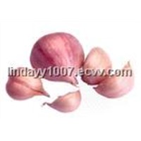 Garlic Extract Powder (Allicin)
