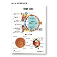 3D Medical Anatomical PVC Chart - Eye