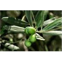 Olive Leaf Extract 10%20%30%35%