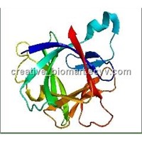 Recombinant Human Interleukin 1, Beta