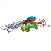 Recombinant Human SUMO1