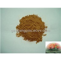 Reishi mycelium powder