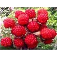 Red Raspberry Extract