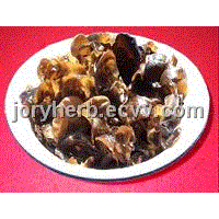 Black Mushroom Extract Powder