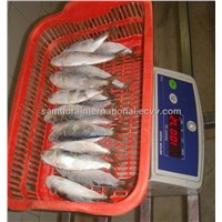 SARDINE