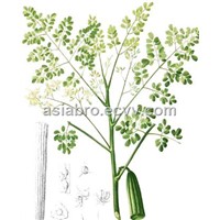 Moringa Oleifeira leaf powder