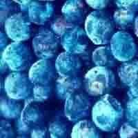 Blueberry anthocyanin(monica at seaweedbiochem dot com)